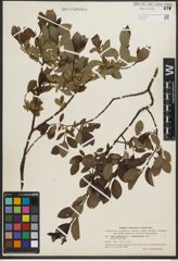 Foto von Salix phylicifolia L.